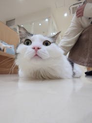 Cat Café MOFF イオンモール豊川店に投稿された画像（2026/2/13）