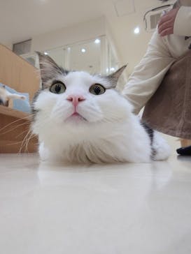 Cat Café MOFF イオンモール豊川店に投稿された画像（2026/2/13）