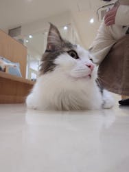 Cat Café MOFF イオンモール豊川店に投稿された画像（2026/2/13）