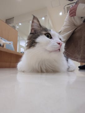 Cat Café MOFF イオンモール豊川店に投稿された画像（2026/2/13）