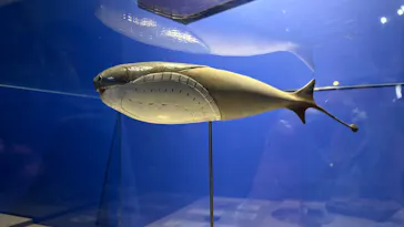 特別展「大絶滅展―生命史のビッグファイブ」に投稿された画像（2026/2/13）