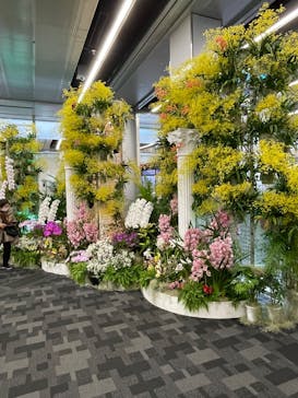 世界らん展2026-花と緑の祭典-に投稿された画像（2026/2/13）