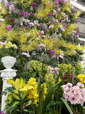 世界らん展2026-花と緑の祭典-に投稿された画像（2026/2/13）