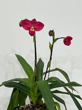 世界らん展2026-花と緑の祭典-に投稿された画像（2026/2/13）