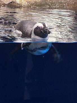 マクセル アクアパーク品川に投稿された画像（2026/2/13）