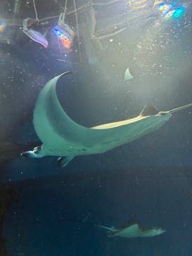 マクセル アクアパーク品川に投稿された画像（2026/2/13）