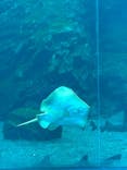 仙台うみの杜水族館に投稿された画像（2026/2/13）