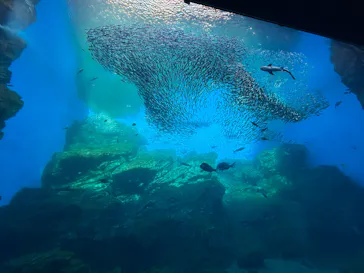 仙台うみの杜水族館に投稿された画像（2026/2/13）