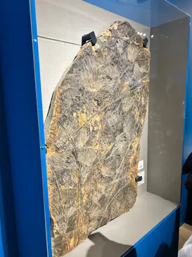 特別展「大絶滅展―生命史のビッグファイブ」に投稿された画像（2026/2/13）