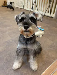 いぬカフェRio 吉祥寺店に投稿された画像（2026/2/13）