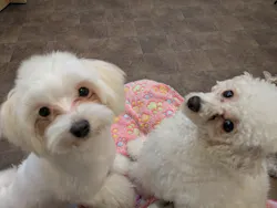 いぬカフェRio 吉祥寺店に投稿された画像（2026/2/13）