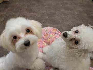 いぬカフェRio 吉祥寺店に投稿された画像（2026/2/13）