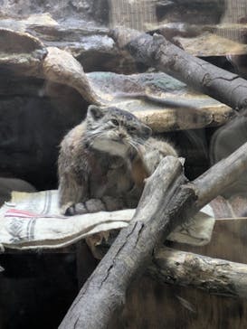 恩賜上野動物園に投稿された画像（2026/2/13）