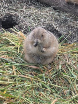 恩賜上野動物園に投稿された画像（2026/2/13）