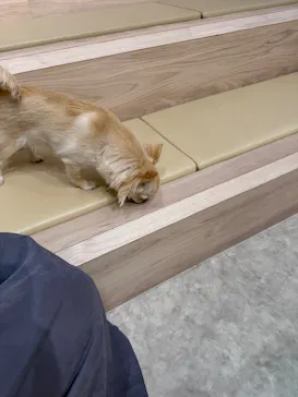 いぬカフェRio 富士見店に投稿された画像（2026/2/13）