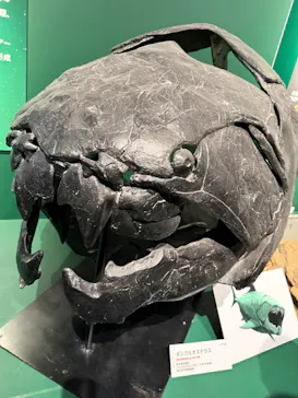 特別展「大絶滅展―生命史のビッグファイブ」に投稿された画像（2026/2/13）