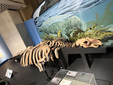 特別展「大絶滅展―生命史のビッグファイブ」に投稿された画像（2026/2/13）