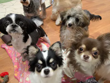 いぬカフェRio 下北沢店に投稿された画像（2026/2/13）