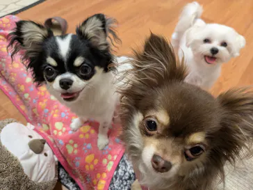 いぬカフェRio 下北沢店に投稿された画像（2026/2/13）