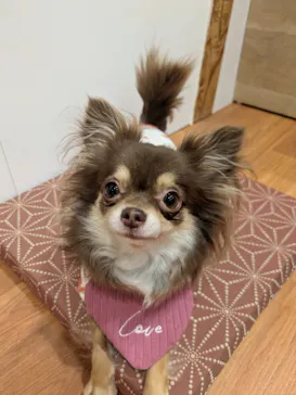 いぬカフェRio 下北沢店に投稿された画像（2026/2/13）