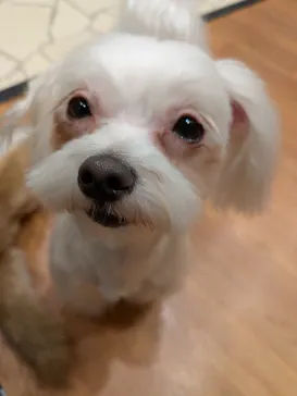 いぬカフェRio 下北沢店に投稿された画像（2026/2/13）