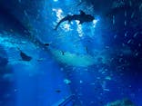 アクアワールド茨城県大洗水族館に投稿された画像（2026/2/13）