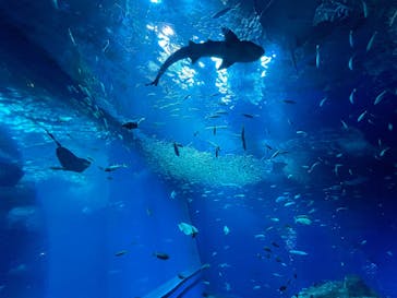 アクアワールド茨城県大洗水族館に投稿された画像（2026/2/13）