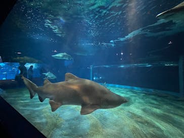 アクアワールド茨城県大洗水族館に投稿された画像（2026/2/13）