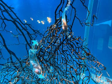 アクアワールド茨城県大洗水族館に投稿された画像（2026/2/13）