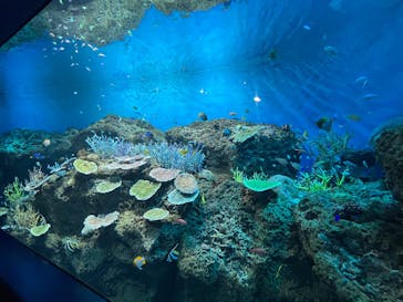 アクアワールド茨城県大洗水族館に投稿された画像（2026/2/13）