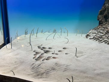 アクアワールド茨城県大洗水族館に投稿された画像（2026/2/13）