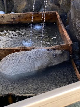 那須どうぶつ王国に投稿された画像（2026/2/13）