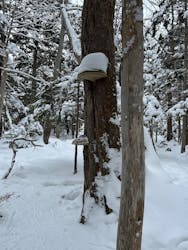 知床ネイチャーガイド星の時間に投稿された画像（2026/2/13）