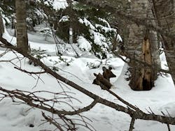 知床ネイチャーガイド星の時間に投稿された画像（2026/2/13）