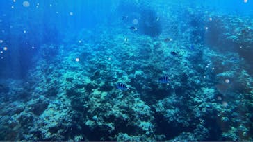 セブンオーシャンズクラブに投稿された画像（2026/2/13）