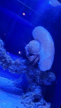 沖縄美ら海水族館に投稿された画像（2026/2/13）