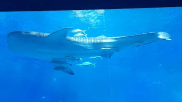 沖縄美ら海水族館に投稿された画像（2026/2/13）