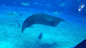 沖縄美ら海水族館に投稿された画像（2026/2/13）