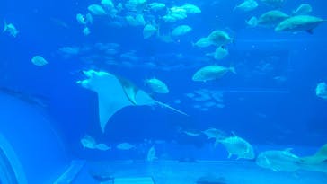 沖縄美ら海水族館に投稿された画像（2026/2/13）