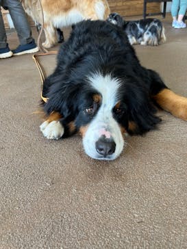 秋吉台自然動物公園 サファリランドに投稿された画像（2026/2/14）