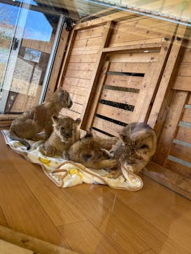 秋吉台自然動物公園 サファリランドに投稿された画像（2026/2/14）