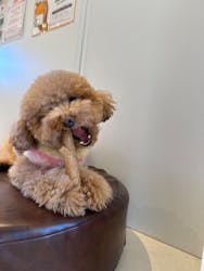 犬カフェらいちに投稿された画像（2026/2/14）