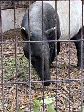 名古屋市東山動植物園に投稿された画像（2026/2/14）