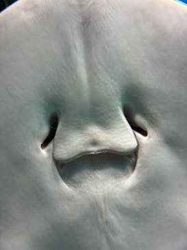 サンシャイン水族館に投稿された画像（2026/2/14）