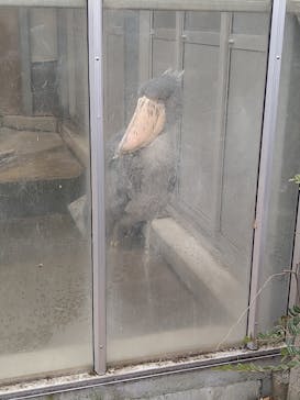 恩賜上野動物園に投稿された画像（2026/2/14）