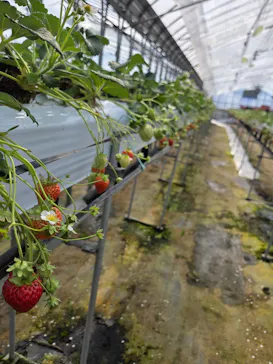 稲鍵ファームに投稿された画像（2026/2/14）