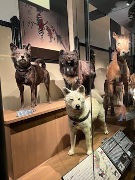 国立科学博物館に投稿された画像（2026/2/14）