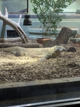 名古屋市東山動植物園に投稿された画像（2026/2/14）