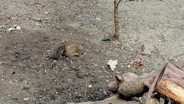 井の頭自然文化園に投稿された画像（2026/2/14）