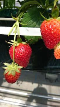 ＠FARMに投稿された画像（2026/2/14）